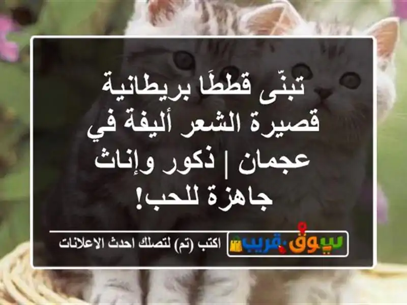 تبنَّى قططًا بريطانية قصيرة الشعر أليفة في عجمان...