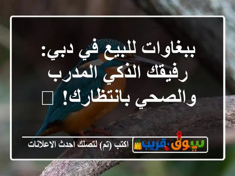 ببغاوات للبيع في دبي: رفيقك الذكي المدرب...