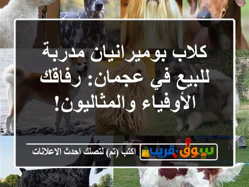 كلاب بوميرانيان مدربة للبيع في عجمان: رفاقك...