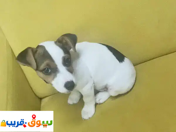 جرو جاك راسل للبيع: 10 أسابيع من الذكاء والمرح! 🐶...