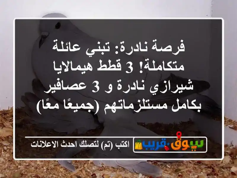 فرصة نادرة: تبني عائلة متكاملة! 3 قطط هيمالايا...