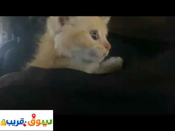 قط بلدي أليف للبيع بجدة | رفيقك المثالي الهادئ...