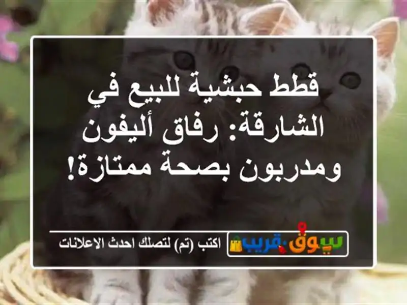 قطط حبشية للبيع في الشارقة: رفاق أليفون ومدربون...