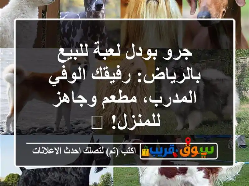 جرو بودل لعبة للبيع بالرياض: رفيقك الوفي المدرب،...