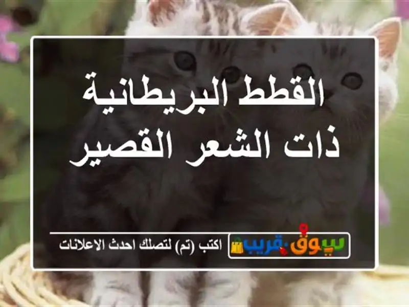 القطط البريطانية ذات الشعر القصير