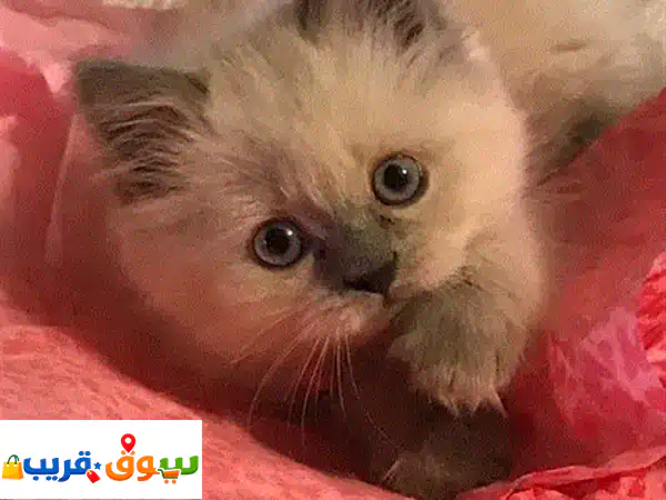 قطط هملايا صغيرة للبيع 😻 | عمر شهرين، مطعمة ومدربة...