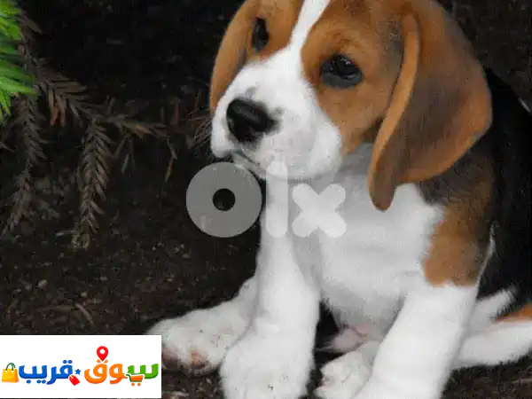 كلاب بيجل للبيع: جراء بيجل مستوردة ومطعمة |...