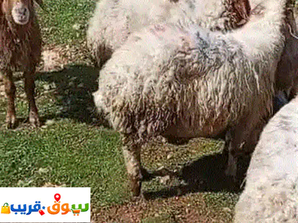 اكتشف عالم غنمنا العشار: رحلة رعاية الأمومة...