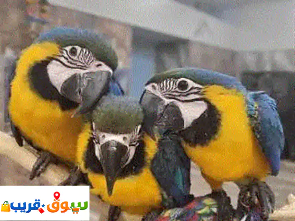 زوج ببغاء مكاو أزرق وذهبي للبيع - أليف، مُدرّب...