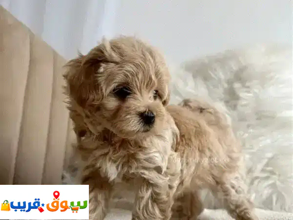 أجمل جراء مالتيبو توي للبيع | كلاب صغيرة بجواز...