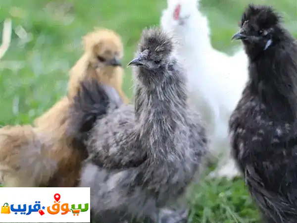 فرصة عاجلة: دجاج سلكي بالغ للبيع | منتج للبيض...