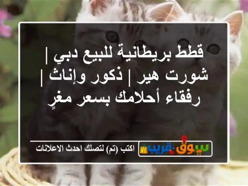 قطط بريطانية للبيع دبي | شورت هير | ذكور وإناث |...