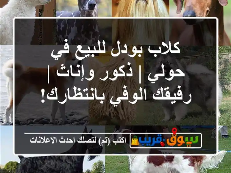 كلاب بودل للبيع في حولي | ذكور وإناث | رفيقك...