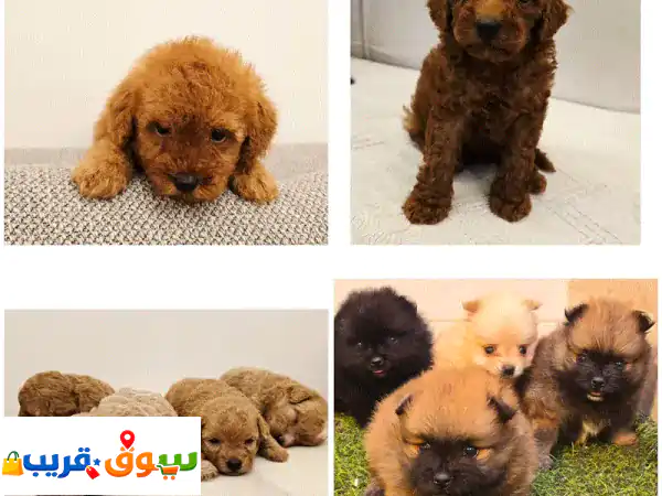 كلاب للبيع: Mini Poodle, Pomeranian, Maltipoo, Shih Tzu | رفيقك...