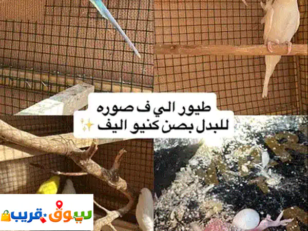 بادجي مميز للتبديل فقط! ابحث عن أفضل مقايضة...