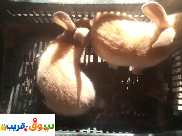 فرصة ذهبية: 6 أرانب للبيع بعمر شهرين - صحة ونشاط لمنزلك!