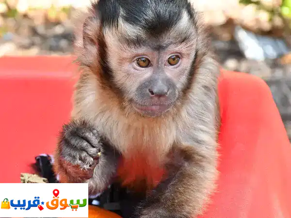 قرود كابوشين صغيرة للبيع: رفاق مرحون، مدربون...