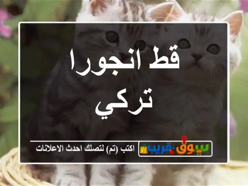 قط انجورا تركي