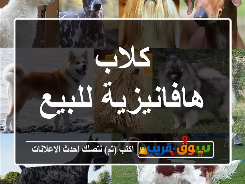 كلاب هافانيزية للبيع