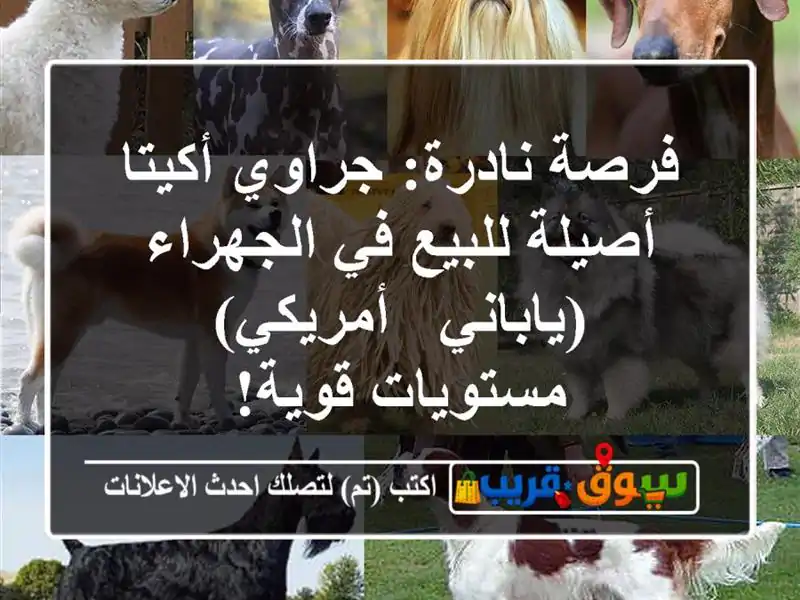 فرصة نادرة: جراوي أكيتا أصيلة للبيع في الجهراء...