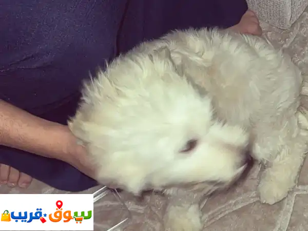 فرصة نادرة: كلبة مالتيز أنثى رائعة للبيع بالرياض...