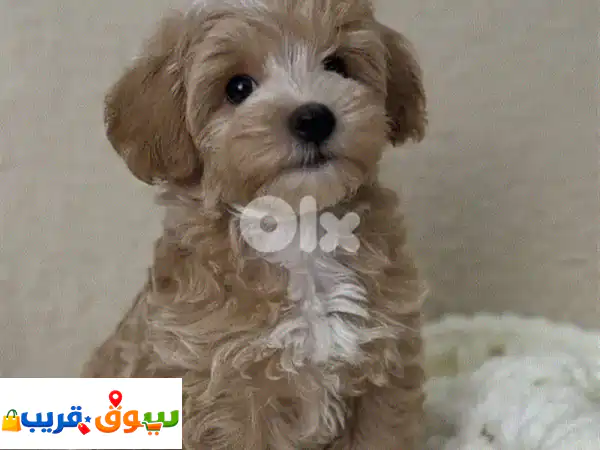 جرو كافابو مستورد حجم لعبة (Toy Size) | رفيقك المثالي...