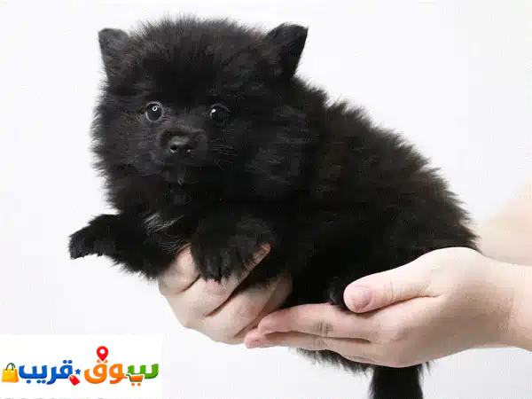 جرو بوميرانيان أسود ساحر للبيع 🐾 رفيقك المثالي...