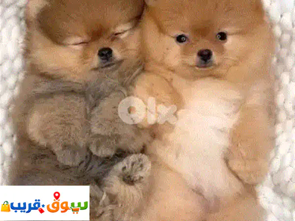 جرو كافابو مستورد حجم لعبة (Toy Size) | رفيقك المثالي للشقق الصغيرة! (عمر شهرين)