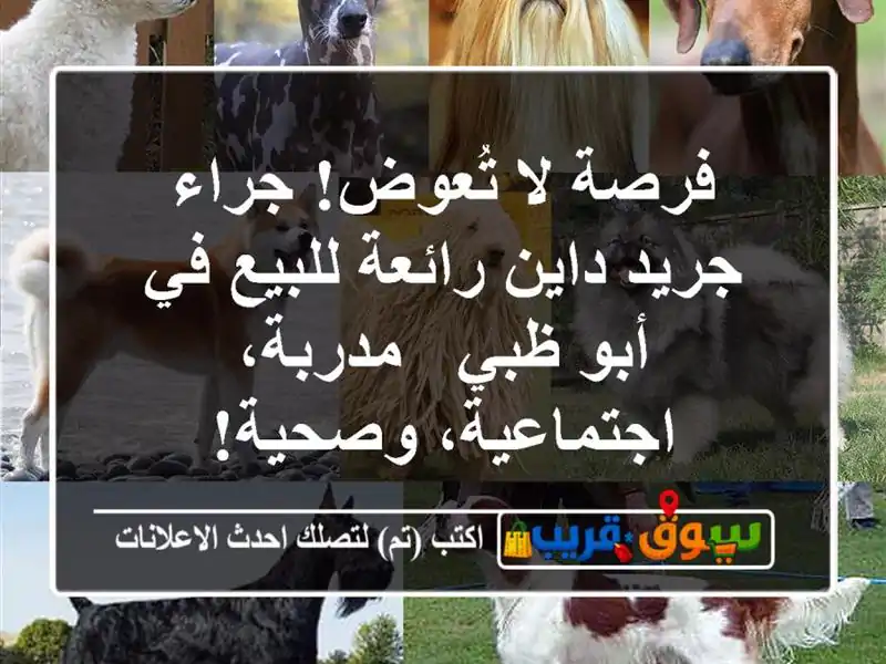 فرصة لا تُعوض! جراء جريد داين رائعة للبيع في أبو ظبي...