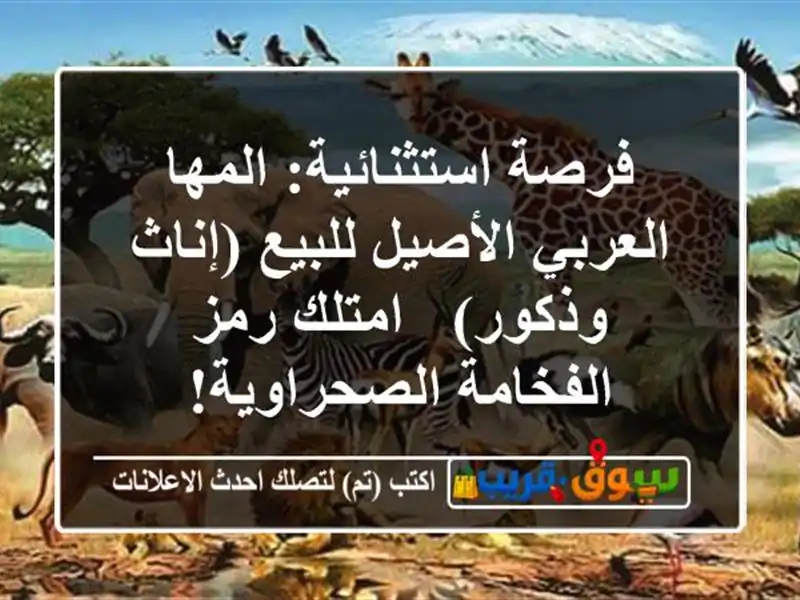 فرصة استثنائية: المها العربي الأصيل للبيع (إناث...