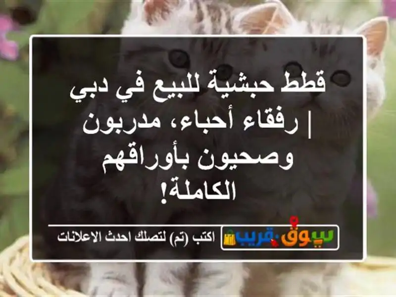 قطط حبشية للبيع في دبي | رفقاء أحباء، مدربون...