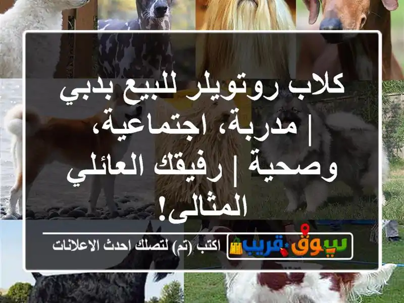 كلاب روتويلر للبيع بدبي | مدربة، اجتماعية، وصحية...