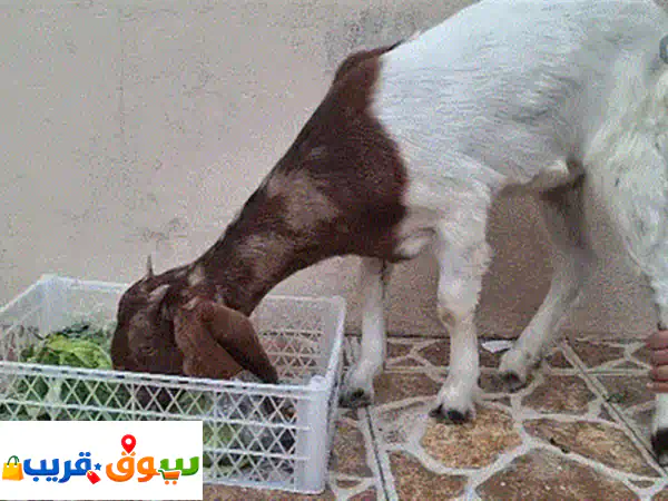 baby goat pygme