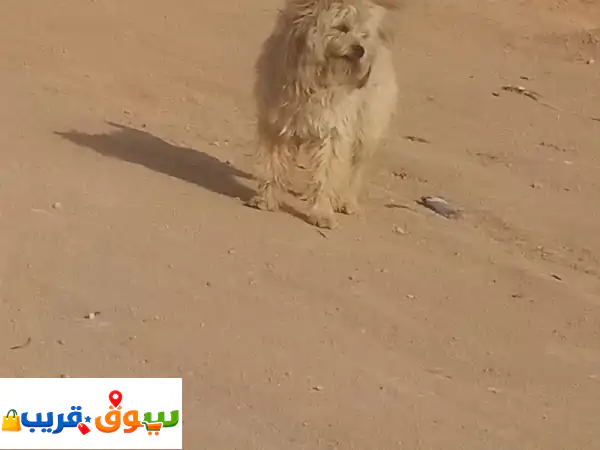 فرصة ذهبية لعشاق البودل! 🐾 بودل قبرصي (ذكر وأنثى حامل) للتبني العاجل - كلاب مطعّمة بحاجة لحبكم.