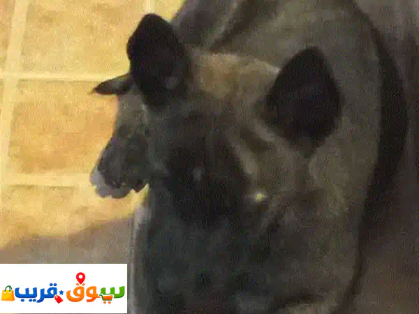 كلب مالينوا بلجيكي بلاك ماسك