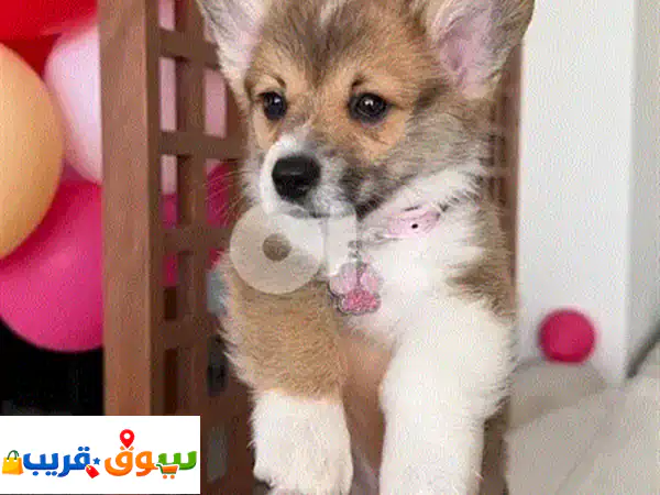 جراء ويلش كورجي بيمبروك أصيلة 100% للبيع في لبنان - رفيقك العائلي المثالي!