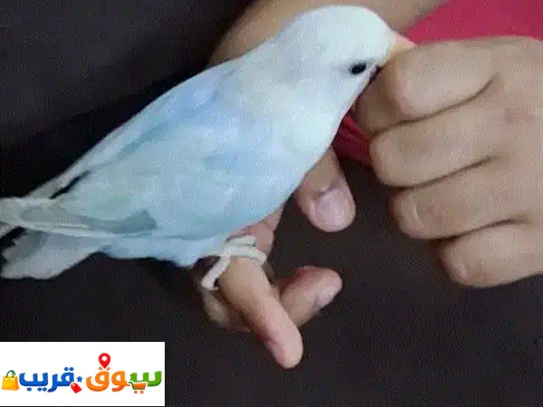 tamed love bird for sale