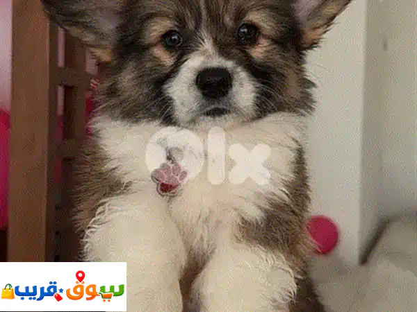 جراء ويلش كورجي بيمبروك أصيلة 100% للبيع في لبنان -...