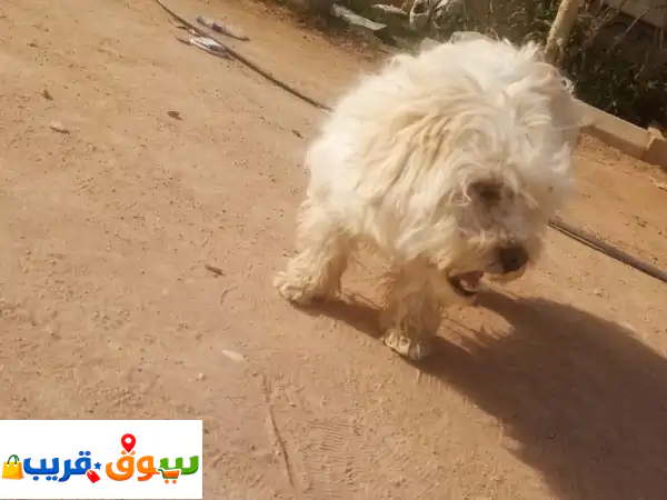 فرصة ذهبية لعشاق البودل! 🐾 بودل قبرصي (ذكر وأنثى...