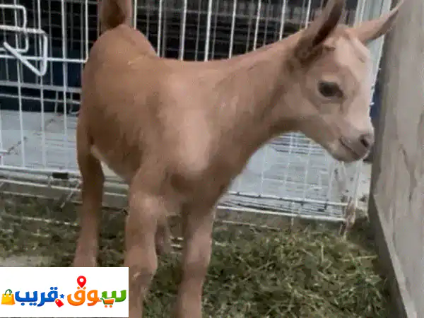 baby goat pygme