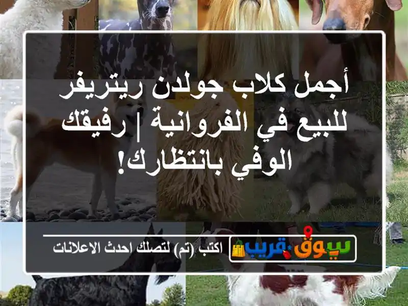 أجمل كلاب جولدن ريتريفر للبيع في الفروانية |...
