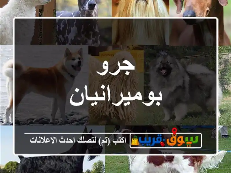 جرو بوميرانيان