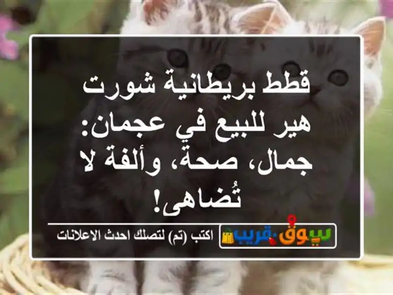 قطط بريطانية شورت هير للبيع في عجمان: جمال، صحة،...