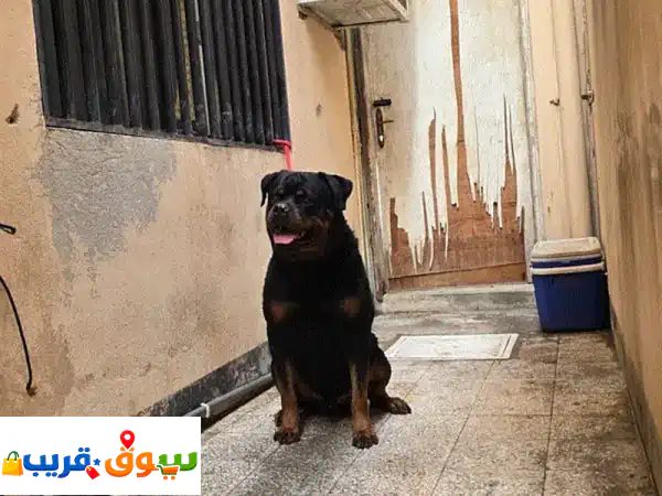 روت وايلر أصيل للبيع في المحرق والحد | بطل بأوراق وتدريب جلب لا يصدق!