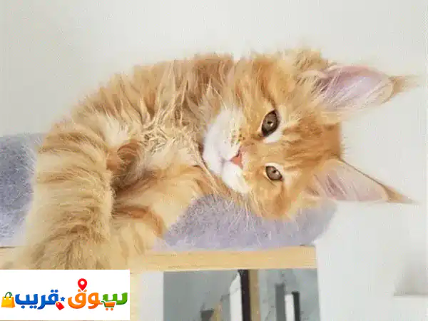 قطط ماين كوون برتقالي ساحرة 🌟 مستوردة بجودة فائقة...