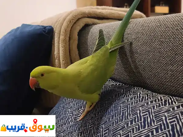 ببغاء الدرة الهندي 'بيكل' - رفيقك المتكلم والذكي...