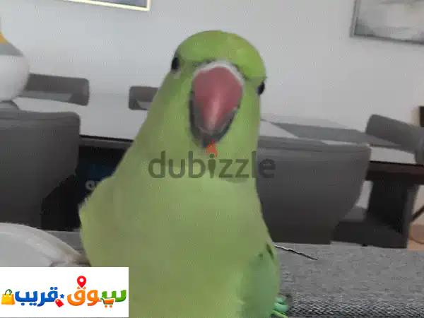 ببغاء الدرة الهندي 'بيكل' - رفيقك المتكلم والذكي يبحث عن منزل دافئ!