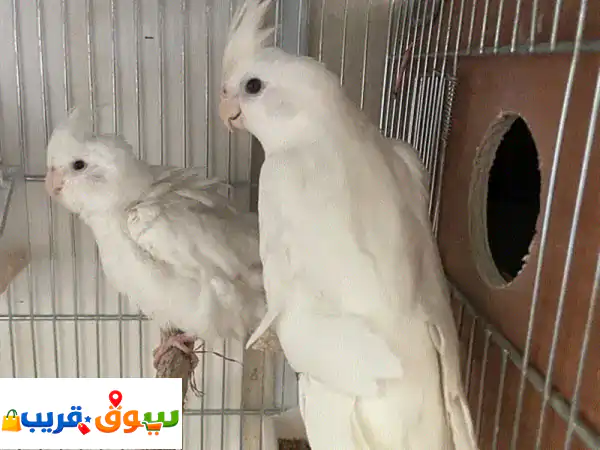 ✨ كروانات ذكورة ممتازة للبيع في بيروت الحازمية -...
