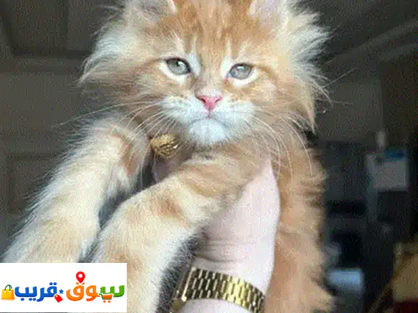 قطط ماين كوون برتقالي ساحرة 🌟 مستوردة بجودة فائقة | مطعمة وجاهزة لمنزلك!