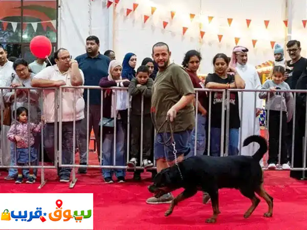 روت وايلر أصيل للبيع في المحرق والحد | بطل...
